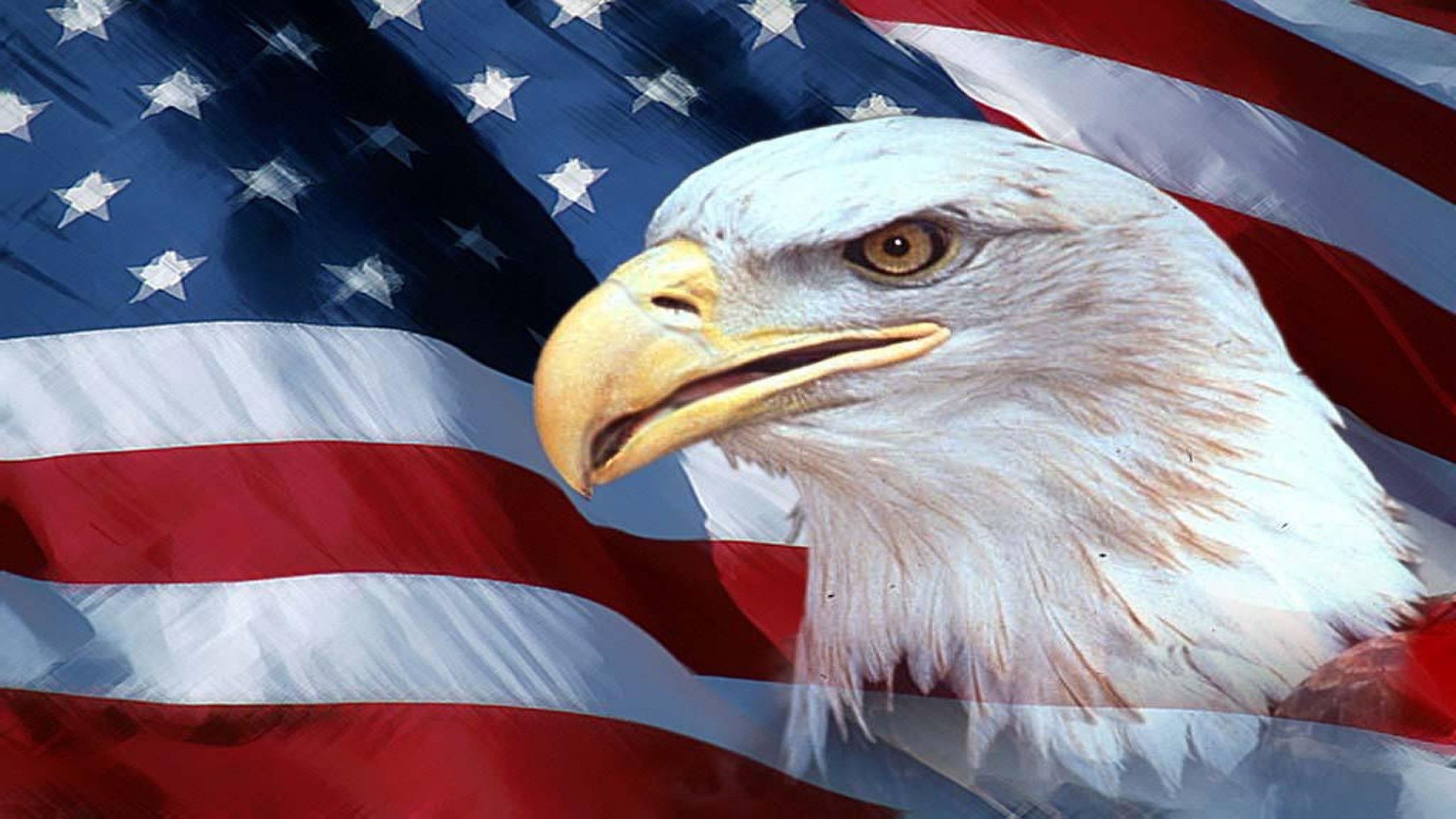 Bald eagle head with American flag background